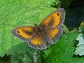 2012-0801-1510_Butterfly_22